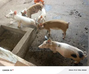 Ferme À Vendre À Dolisie
