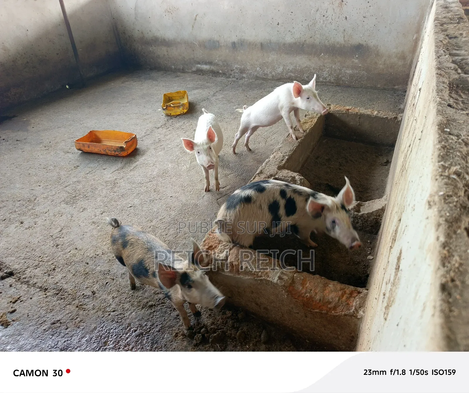 Ferme À Vendre À Dolisie