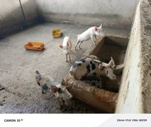 Ferme À Vendre À Dolisie