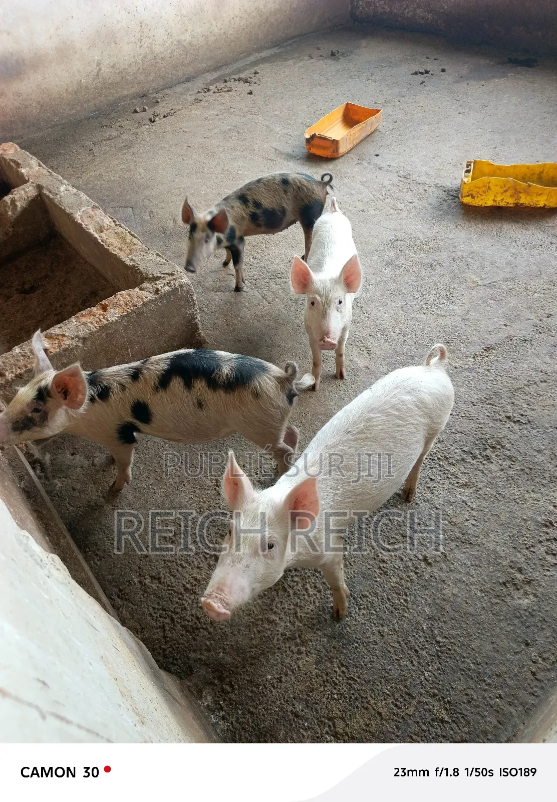 Ferme À Vendre À Dolisie
