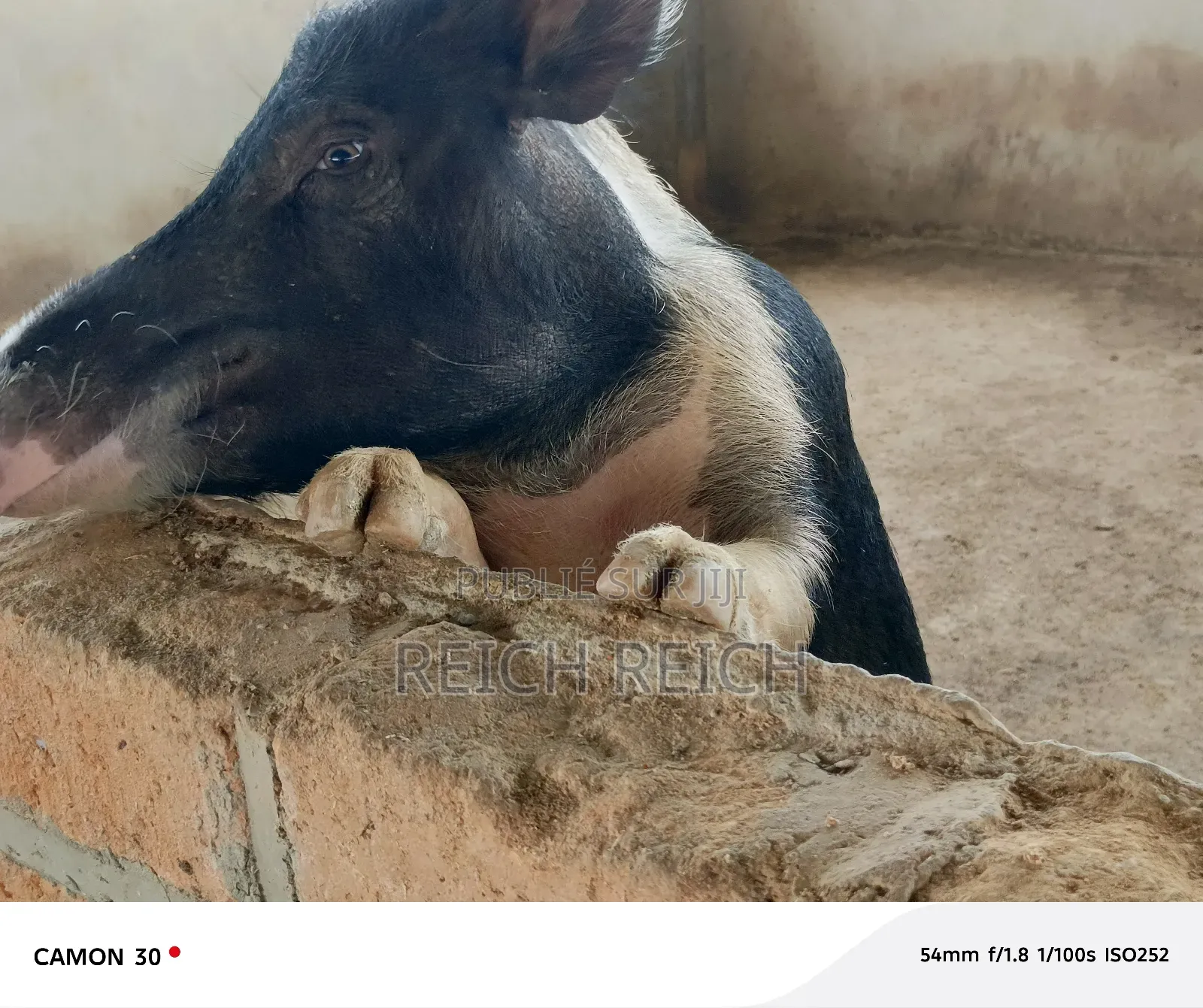 Ferme À Vendre À Dolisie