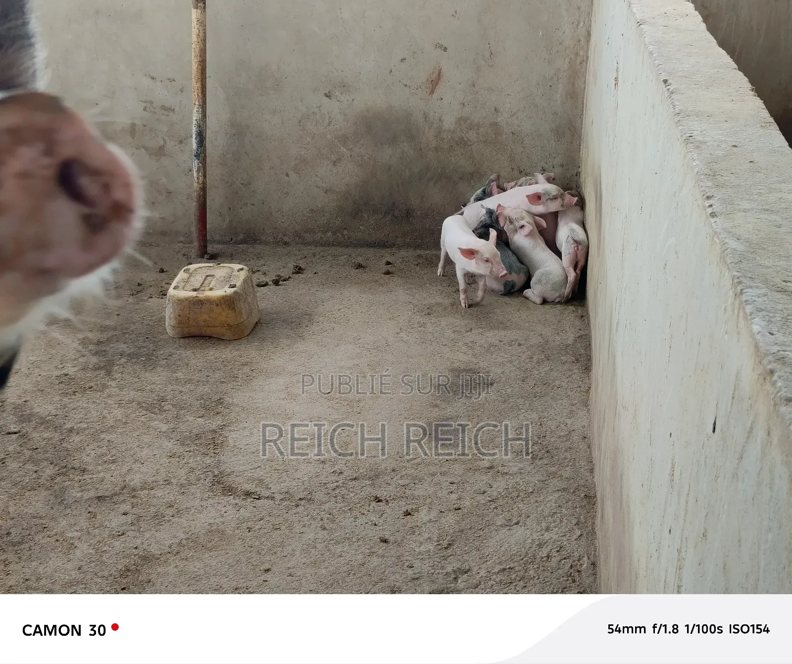 Ferme À Vendre À Dolisie