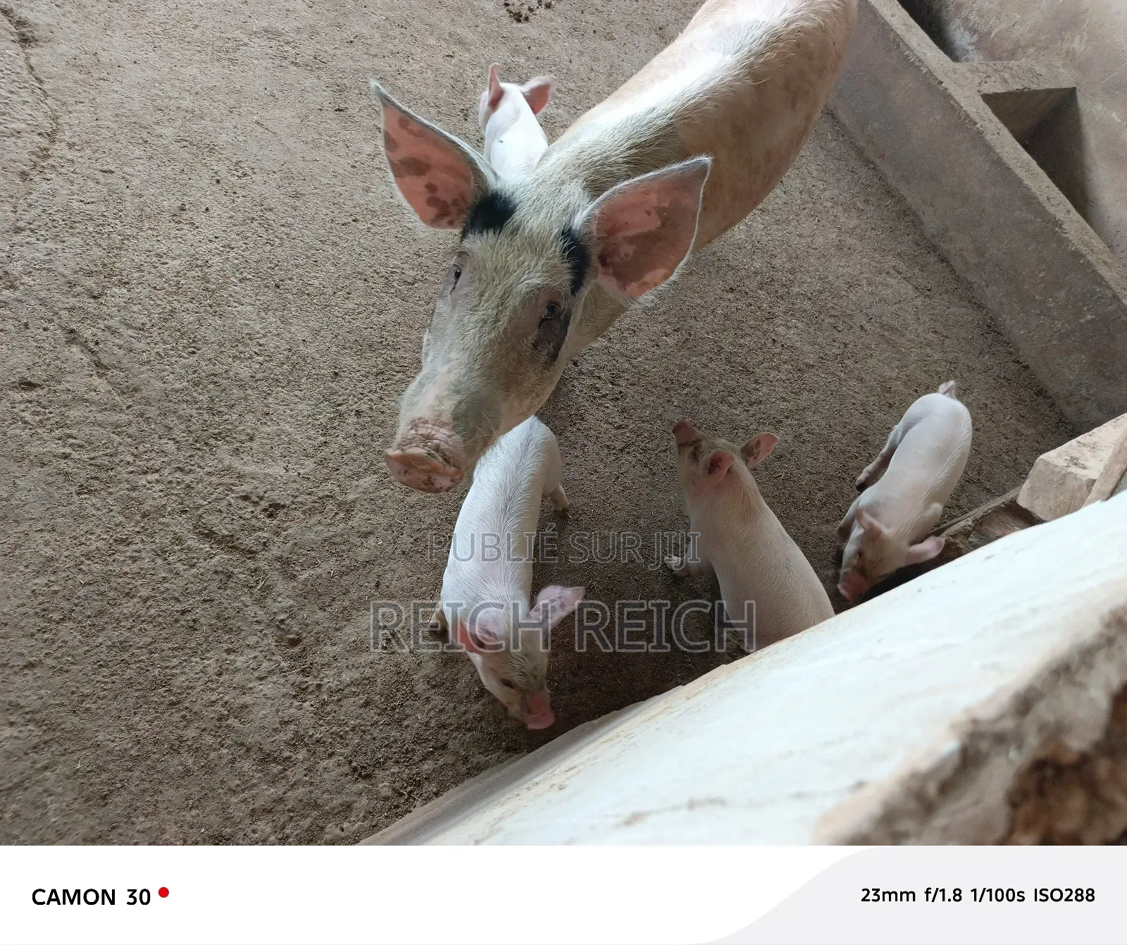Ferme À Vendre À Dolisie