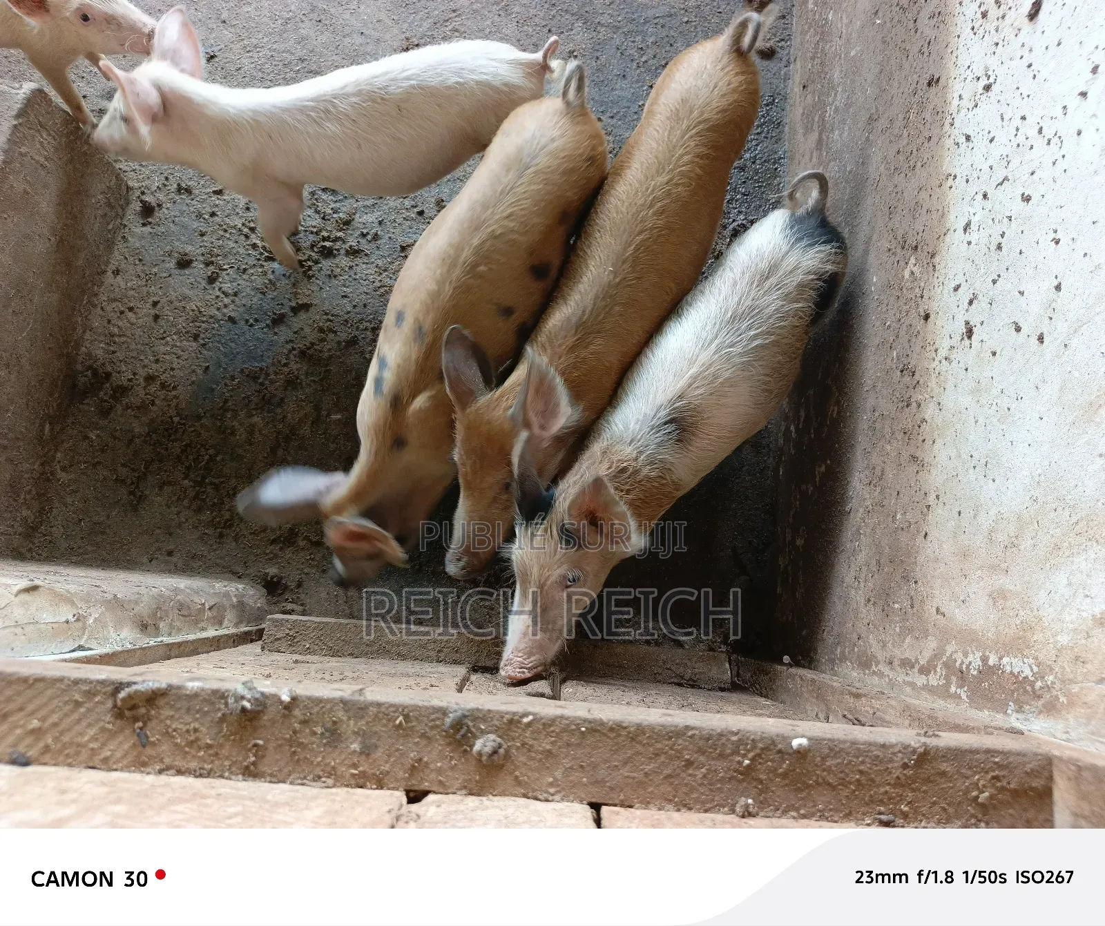 Ferme À Vendre À Dolisie