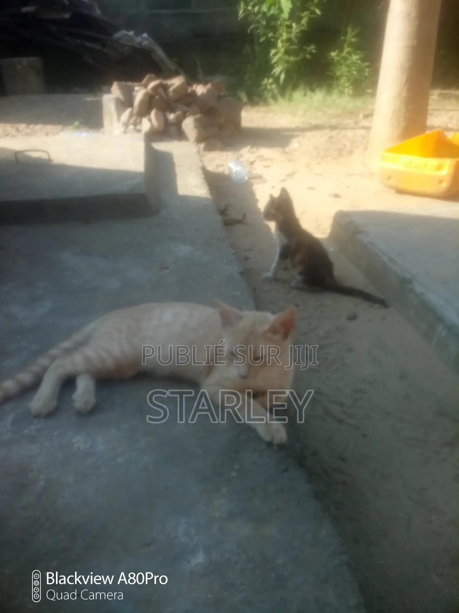 6 à 12 mois Femme Race mixte Autre