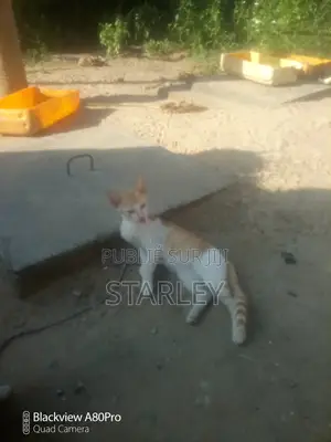 6 à 12 mois Femme Race mixte Autre