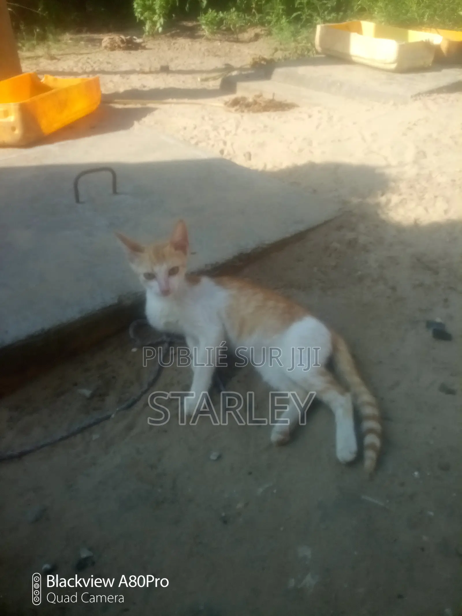 6 à 12 mois Femme Race mixte Autre