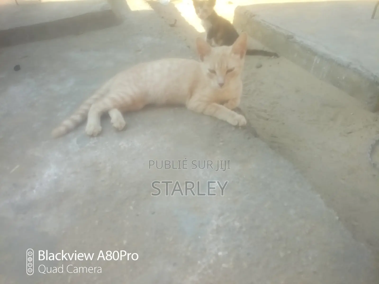 6 à 12 mois Femme Race mixte Autre