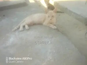 6 à 12 mois Femme Race mixte Autre