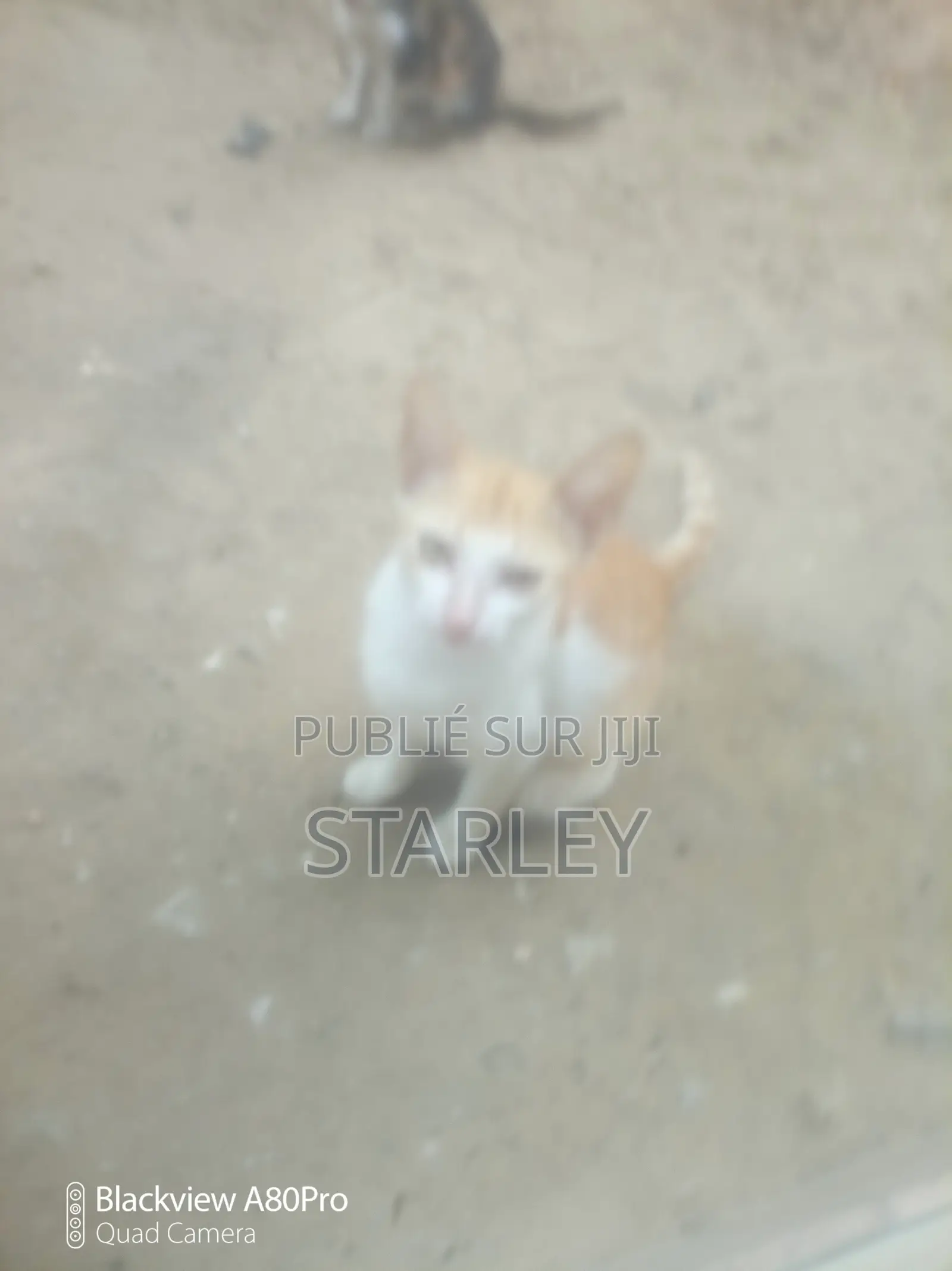 1-3 mois Femme Race mixte Autre