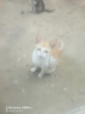 1-3 mois Femme Race mixte Autre