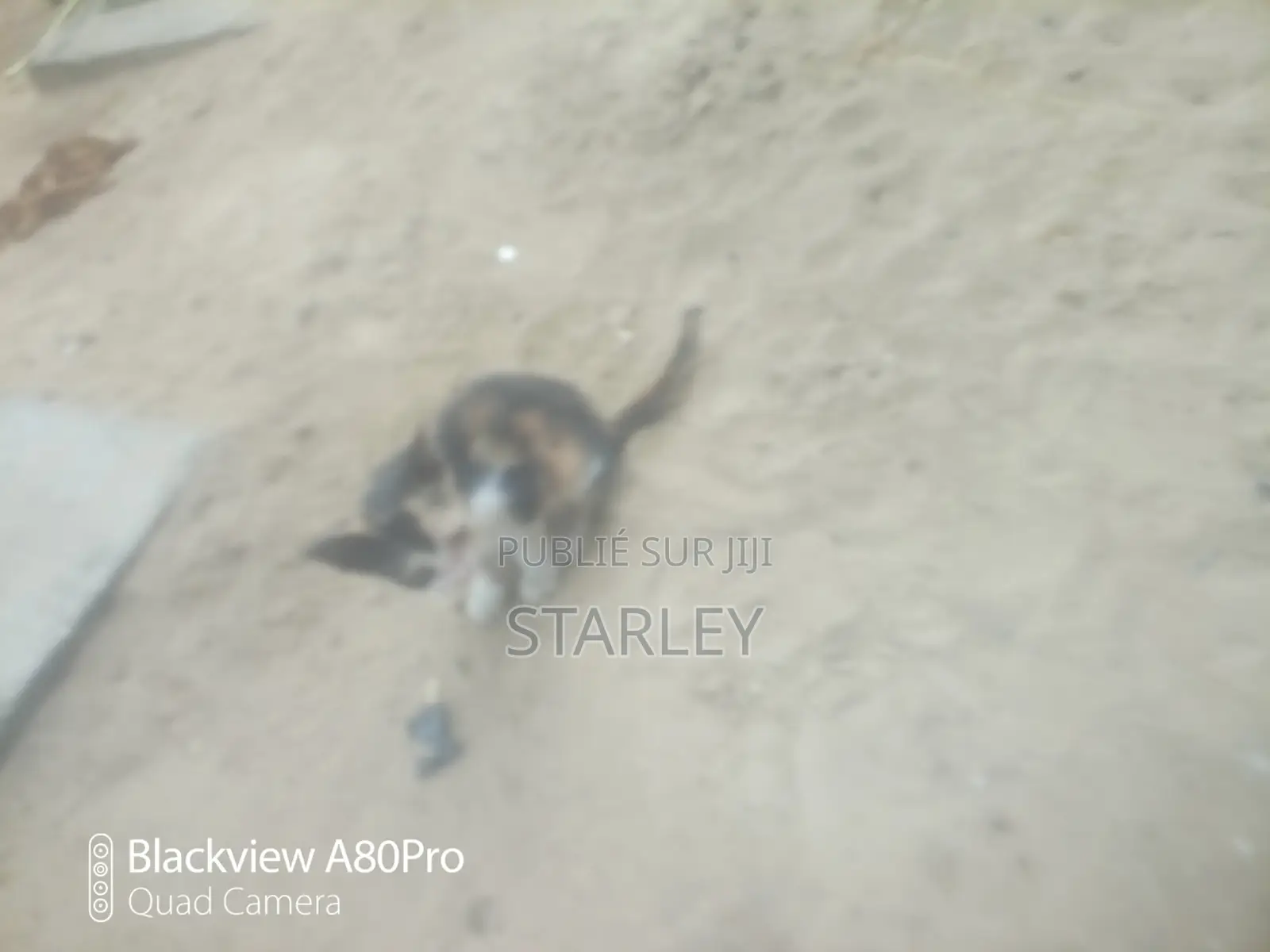 1-3 mois Femme Race mixte Autre