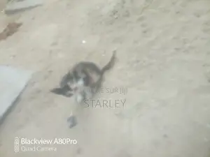 1-3 mois Femme Race mixte Autre