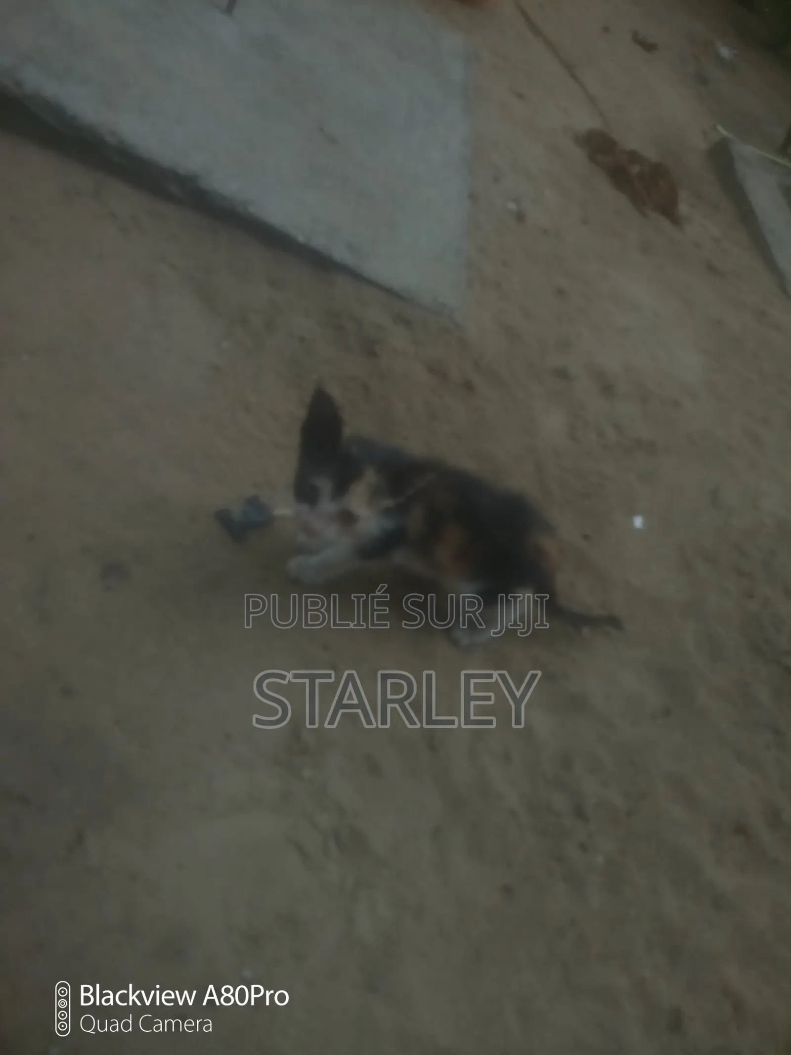 1-3 mois Femme Race mixte Autre