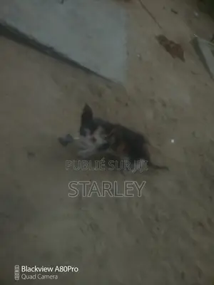 1-3 mois Femme Race mixte Autre