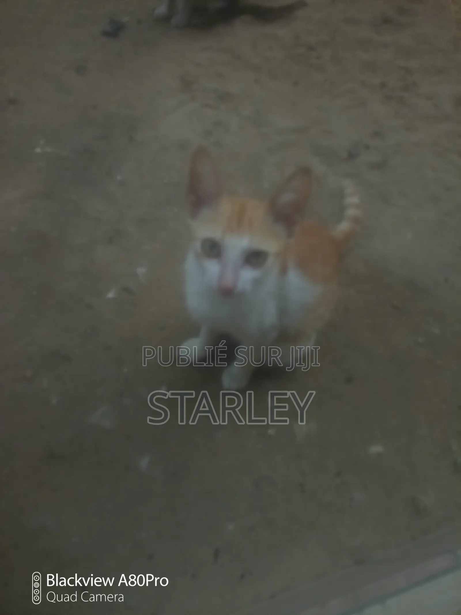 1-3 mois Femme Race mixte Autre