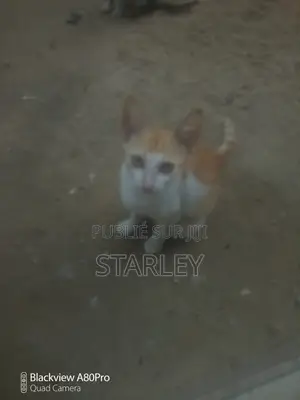 1-3 mois Femme Race mixte Autre