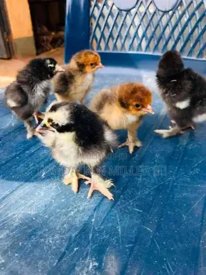 Fondation Miller Vous Offres Des Animaux Prêt À Consommer