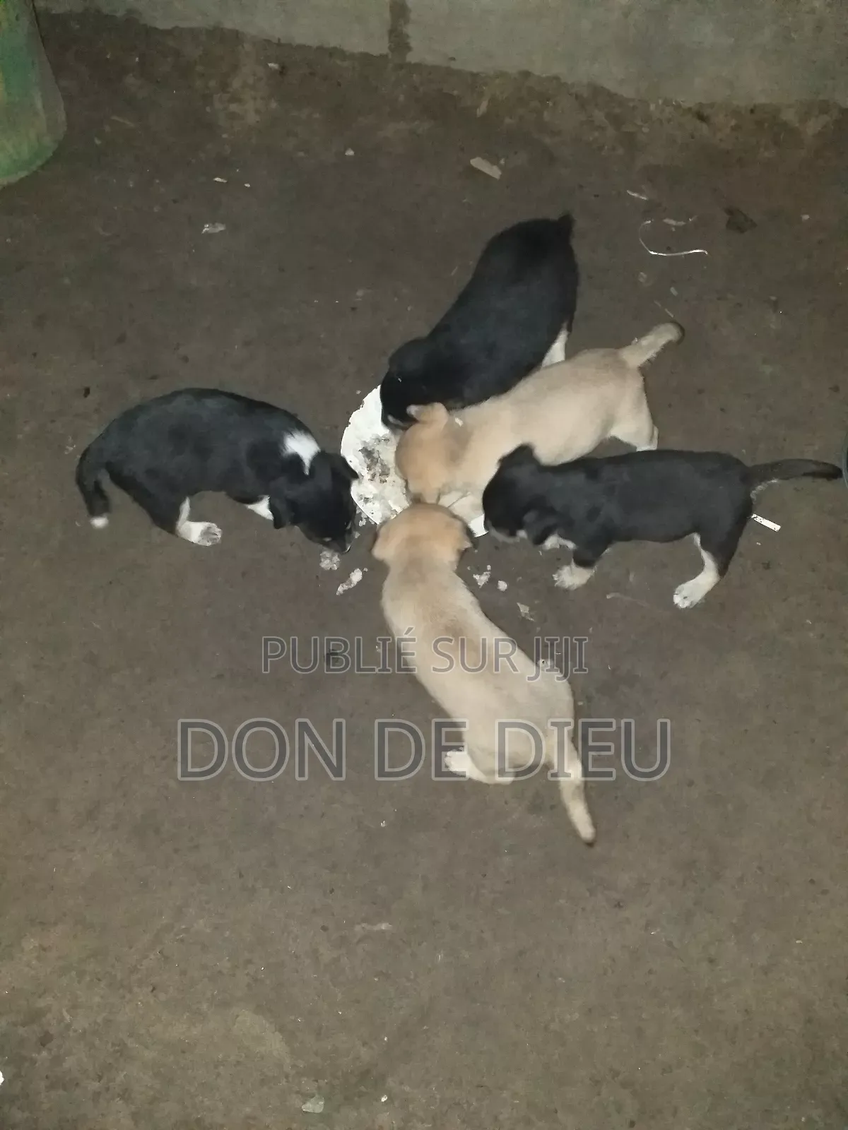 0-1 mois Femme Race mixte Belgian Malinois