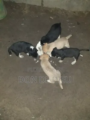 0-1 mois Femme Race mixte Belgian Malinois