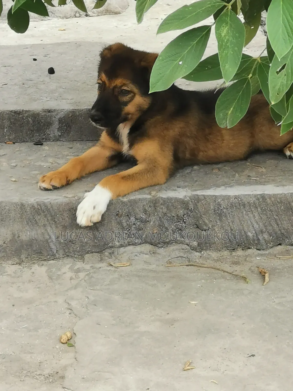 1-3 mois Femme Race mixte Berger Picard