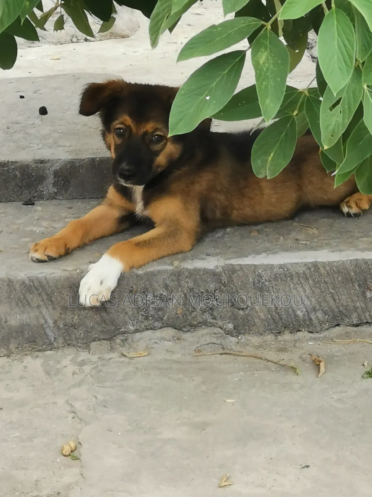 1-3 mois Femme Race mixte Berger Picard