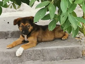 1-3 mois Femme Race mixte Berger Picard