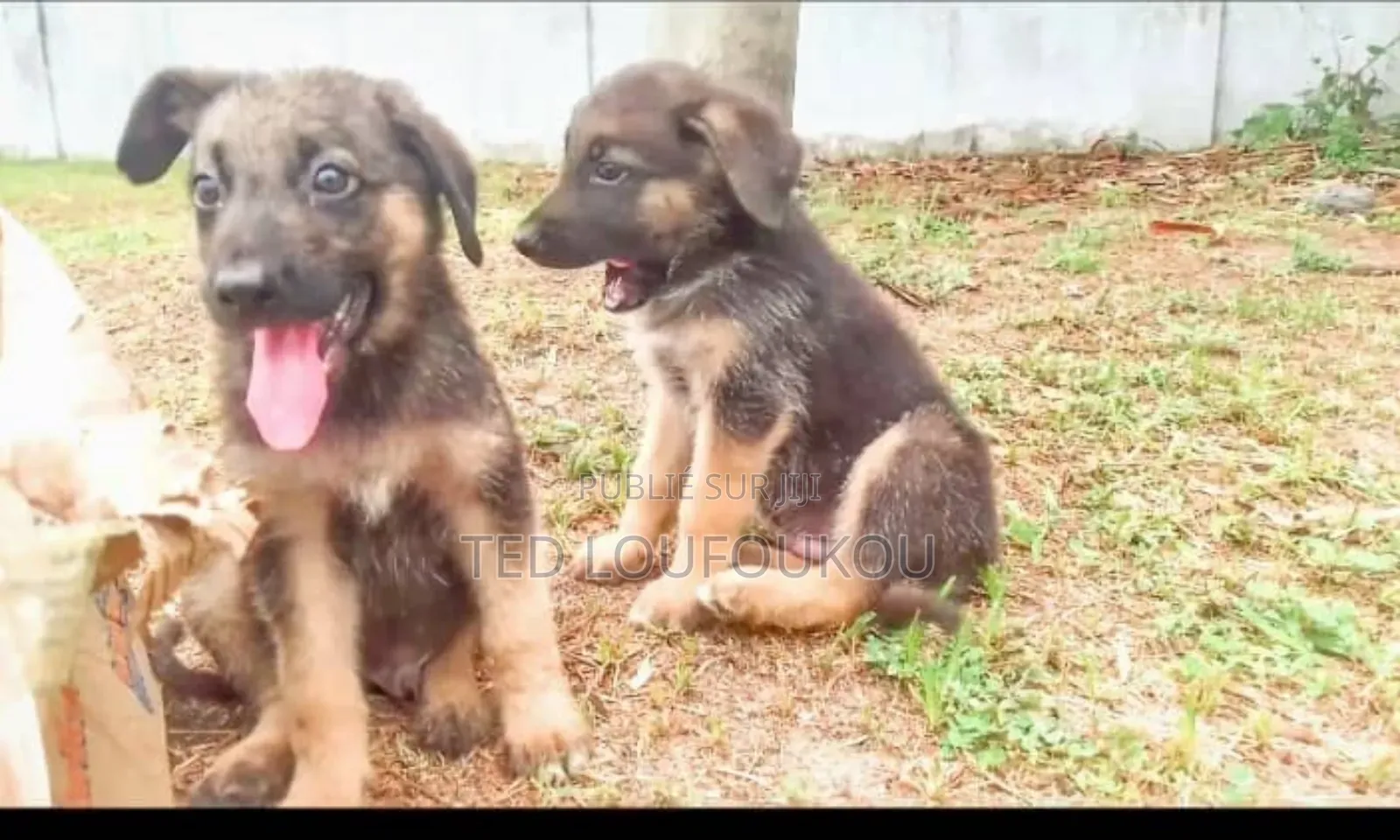 1-3 mois Homme Race mixte German Shepherd