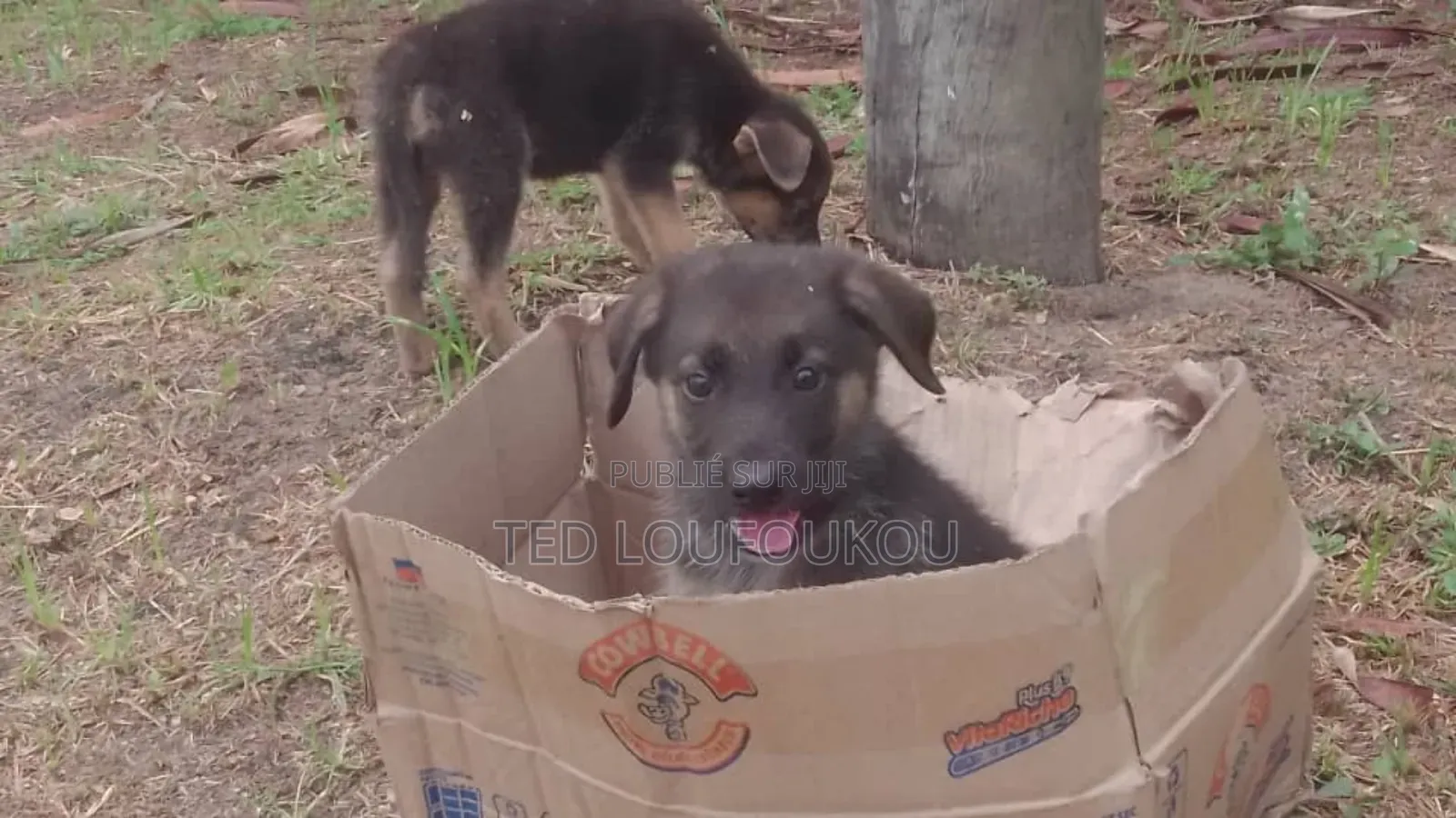 1-3 mois Homme Race mixte German Shepherd