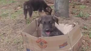 1-3 mois Homme Race mixte German Shepherd