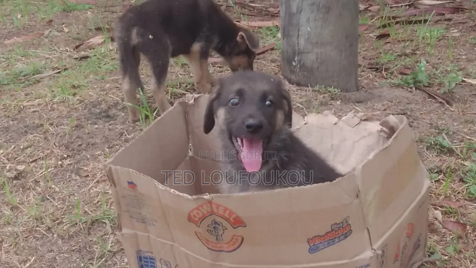 1-3 mois Homme Race mixte German Shepherd