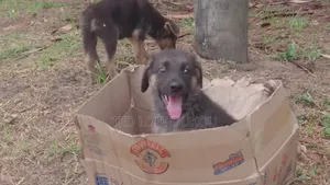 1-3 mois Homme Race mixte German Shepherd