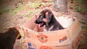 1-3 mois Homme Race mixte German Shepherd