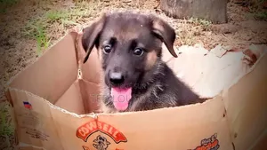 1-3 mois Homme Race mixte German Shepherd