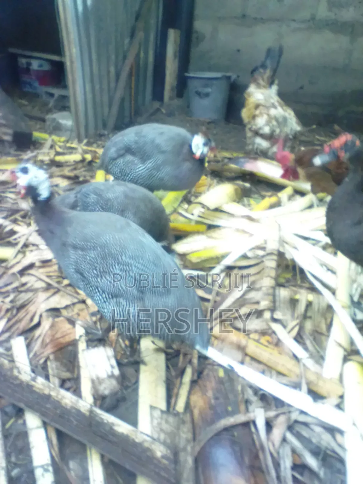 Fondation Miller Vous Offres Des Animaux Prêt À Consommer