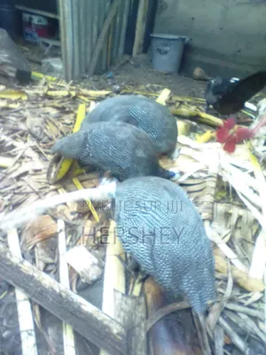 Fondation Miller Vous Offres Des Animaux Prêt À Consommer