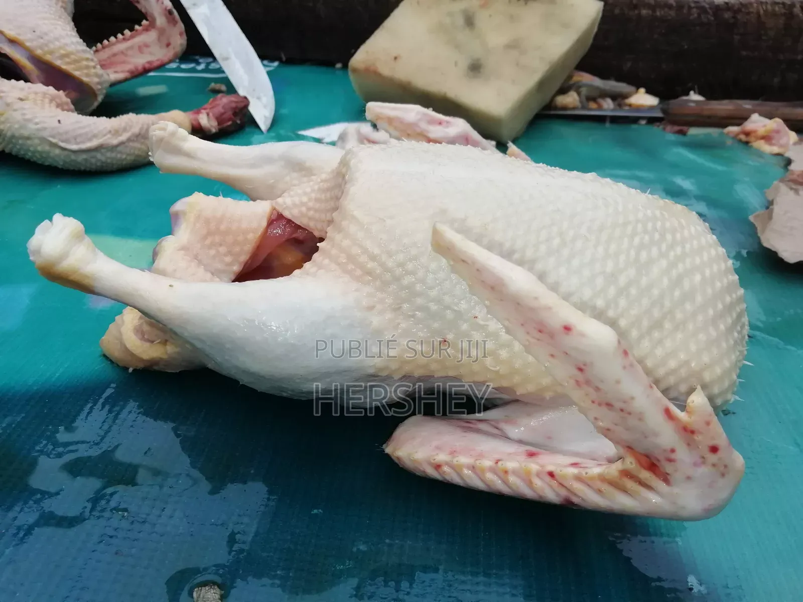 Fondation Miller Vous Offres Des Animaux Prêt À Consommer