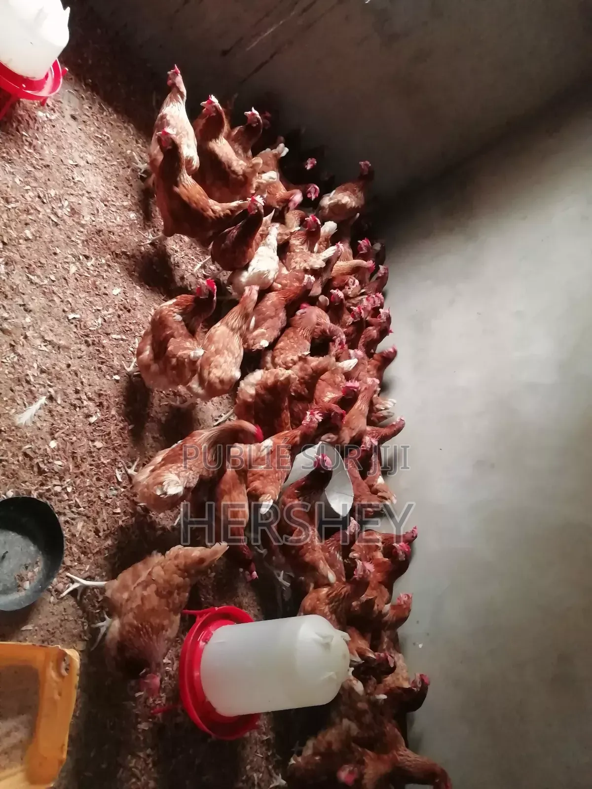 Fondation Miller Vous Offres Des Animaux Prêt À Consommer