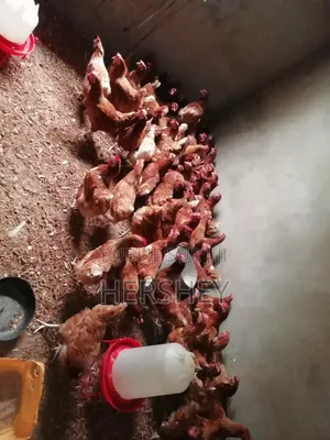 Fondation Miller Vous Offres Des Animaux Prêt À Consommer