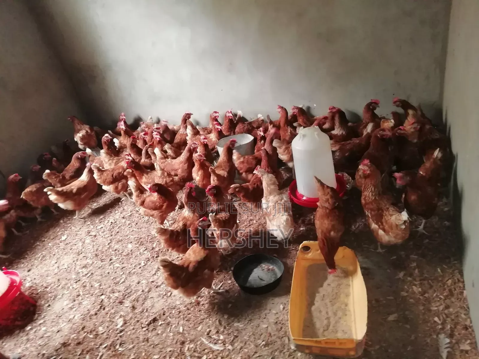 Fondation Miller Vous Offres Des Animaux Prêt À Consommer