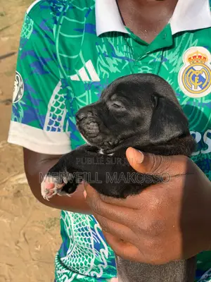 1-3 mois Homme Pure race Cane Corso