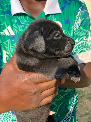 1-3 mois Homme Pure race Cane Corso