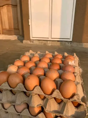 Œuf De Qualité Bon Prix