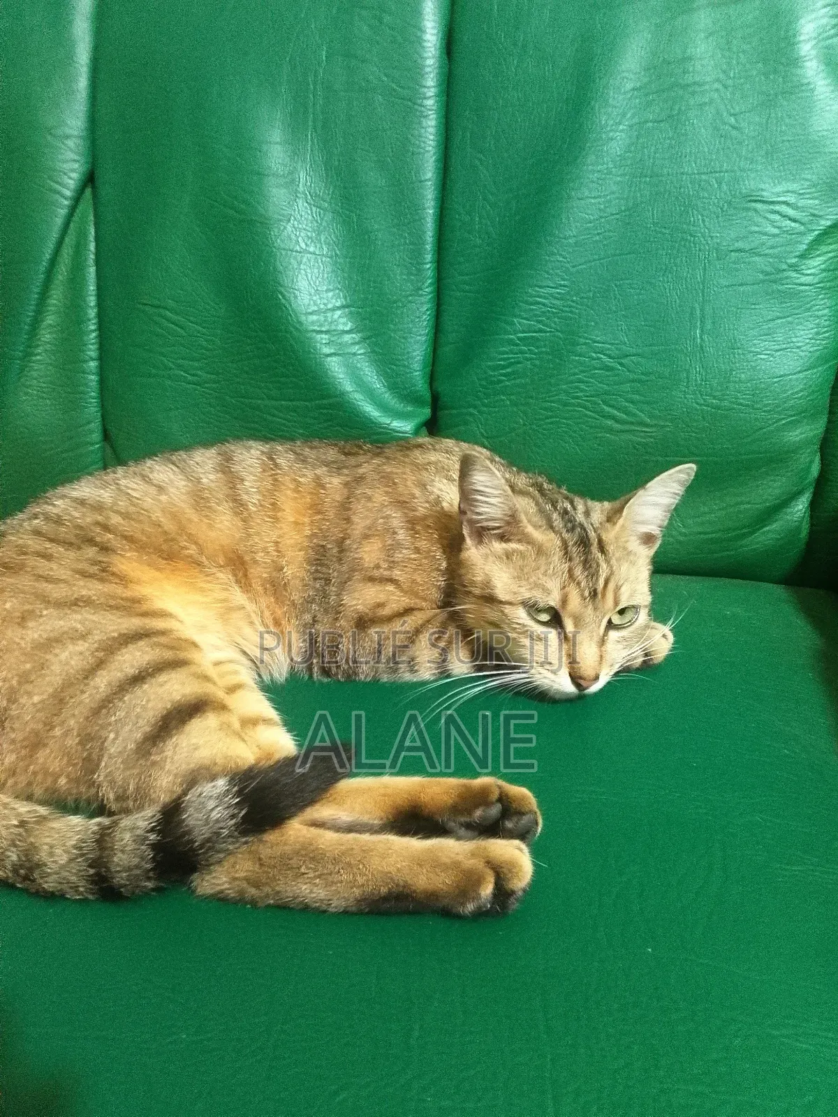 Plus d’un an Femme Race mixte Tabby