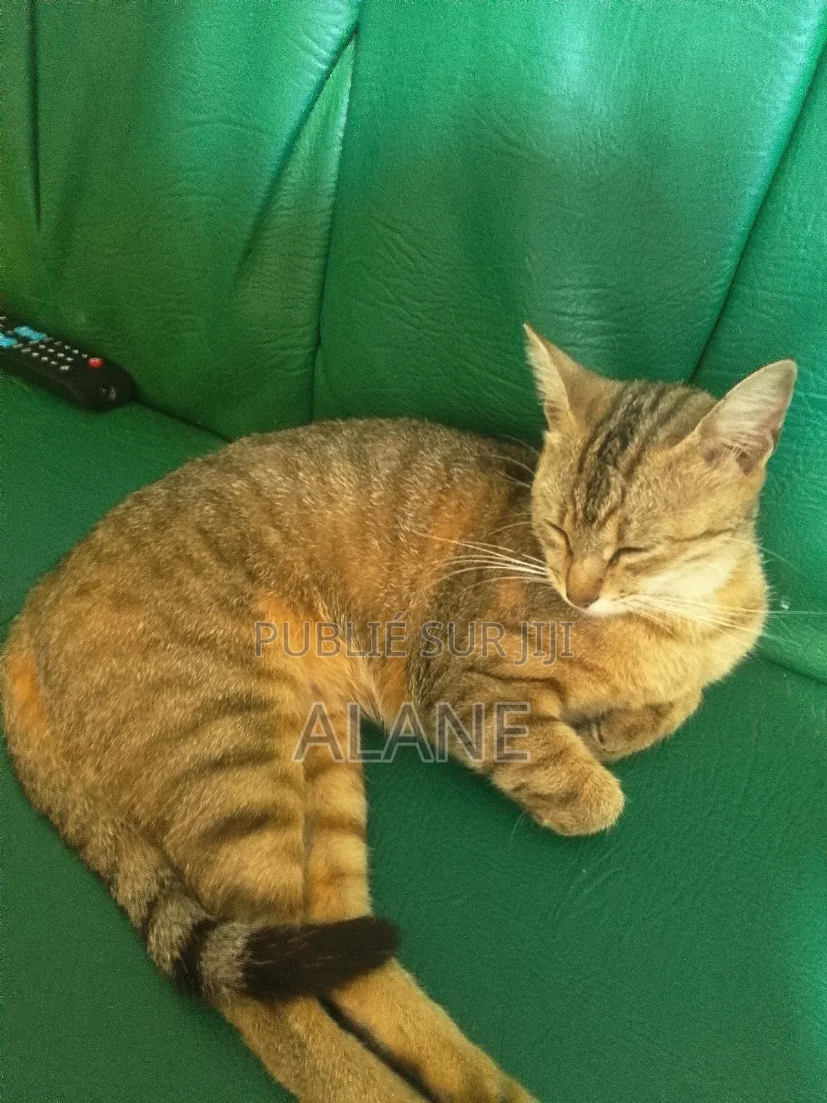 Plus d’un an Femme Race mixte Tabby