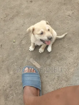 0-1 mois Femme Race mixte Belgian Malinois