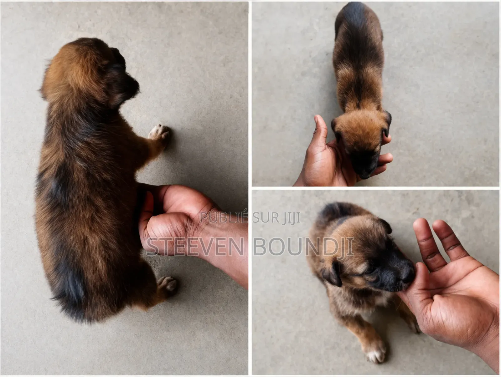 0-1 mois Femme Race mixte Berger Picard