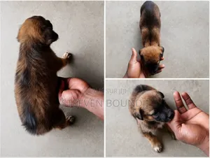 0-1 mois Femme Race mixte Berger Picard