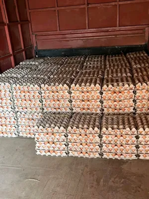 Œuf Frais Prix Abordable