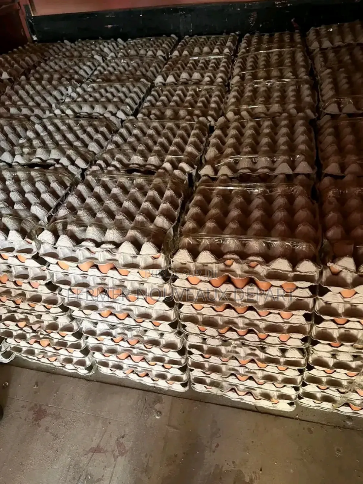 Œuf Frais Prix Abordable